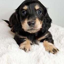 Aspen - Black and cream male Dachshund puppy in Redding, California from Jean & Mae Doxies