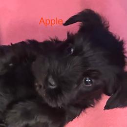 Puppy 3 - Black female Miniature Schnauzer puppy in Granville, Ohio from Shull Mini Schnauzers
