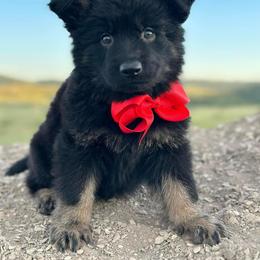 German Shepherd and Golden Retriever Puppies from Sweetheart Therapy Dogs LLC