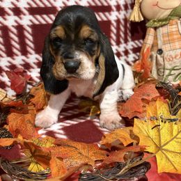 Mr. Red - Black brown and white male Basset Hound puppy in Lagrange, Georgia from Tall Oak Bassets