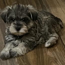 Blakely - Liver female Miniature Schnauzer puppy in Carriere, Mississippi from Sassy Schnauzers