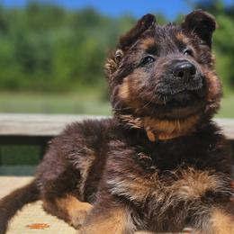 Marilyn - Black and red German Shepherd puppy in Columbus, Indiana from Stony Lonesome GSD