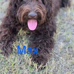 Max - Chocolate Australian Labradoodle puppy in Oxford, Mississippi from Stony Brook Australian Labradoodles