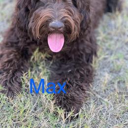 Max - Chocolate Australian Labradoodle puppy in Oxford, Mississippi from Stony Brook Australian Labradoodles
