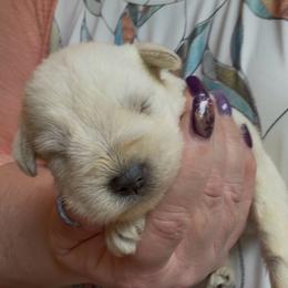 Ella - White female Miniature Schnauzer puppy in Hull, Georgia from Ardent Miniature Schnauzers of Athens