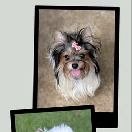 Yorkshire Terrier All Grown Up from Cypress Creek Yorkies