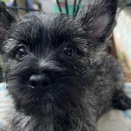 Cairn Terriers and Pembroke Welsh Corgis from Rose Brier Pembroke Welsh Corgis