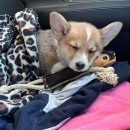 Pembroke Welsh Corgi Puppies from Enok Corgis