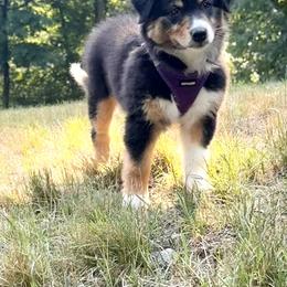 Freddie - Black tri-color female Australian Shepherd puppy in Sudbury, Massachusetts from Wild Atlantic  Aussies