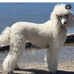 dolly - Poodle
