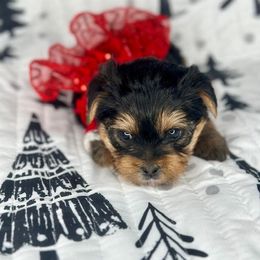 Juniper - Black and gold Yorkshire Terrier puppy in Richmond, Texas from Perfectly Posh Pets