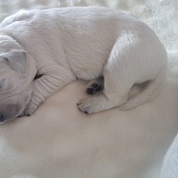 Golden Retriever Puppies from Mountain Sky Goldens