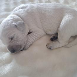 Golden Retriever Puppies from Mountain Sky Goldens