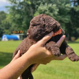 Boy 4 - male Newfypoo puppy in Shelby, Alabama from New Life Family Farm