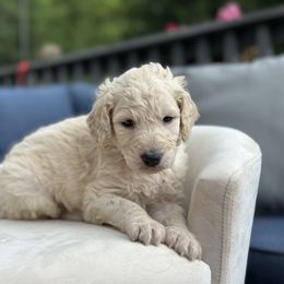 Bud - Cream male Goldendoodle puppy in Rainier, Oregon from Beaver Springs Puppies