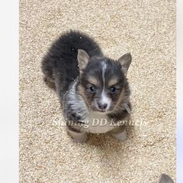 Aspen - Pembroke Welsh Corgi