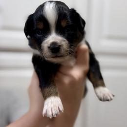 Oreo - Black tri-color male Australian Shepherd puppy in Odessa, Texas from Yucca Blossom Pups