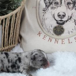 Miniature Australian Shepherd Puppies from Yarborough Kennels