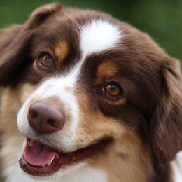 Ivy - Miniature American Shepherd