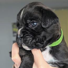 Cruz - Brindle male Boxer puppy in Springfield, Missouri from ReMa Boxers