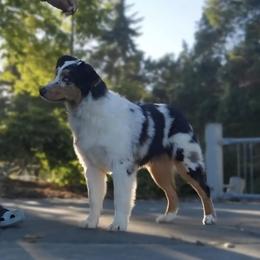 Bishop - Blue merle female Australian Shepherd puppy in Albany, Oregon from Red Cloud Australian Shepherds and DeGray Great Danes & Bulldogs