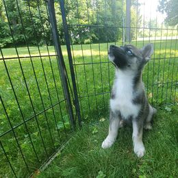 Siberian Husky Puppies from Evereve Kennels