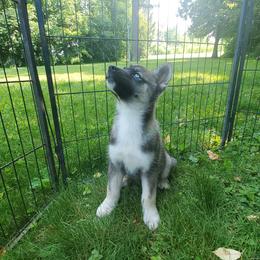 Siberian Husky Puppies from Evereve Kennels