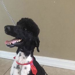 Ares - Poodle