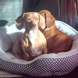 Cinnamon - Dachshund