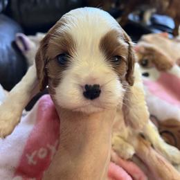 Barons - Blenheim male Cavalier King Charles Spaniel puppy in North Bay Village, Florida from Cynthia's Cavaliers