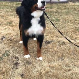 Bernese Mountain Dog All Grown Up from Lost coast bernese mountain dogs bernedoodles and standard poodles