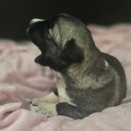 Anatolian Shepherd Dog Puppies from Florida Anatolian Shepherds