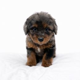 Blue collar - Blue merle female Aussiedoodle puppy in Fairmount, Georgia from Muscadine Meadows Farm
