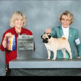 Cali - Pug