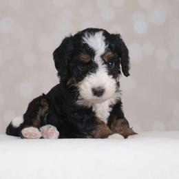 Freya - Tri-color female Bernedoodle puppy in Guthrie, Oklahoma from Edmond Doodles, LLC