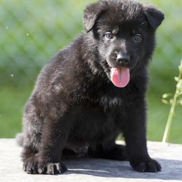 German Shepherd Puppies from 4B Kennels