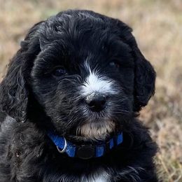Aussiedoodles from Harmony Hill Doodles
