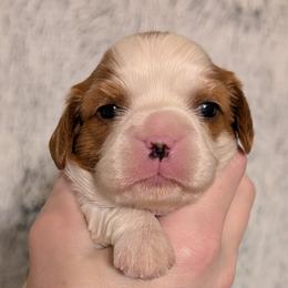 Evie - Blenheim female Cavalier King Charles Spaniel puppy in Stilwell, Oklahoma from Love Bug Cavaliers