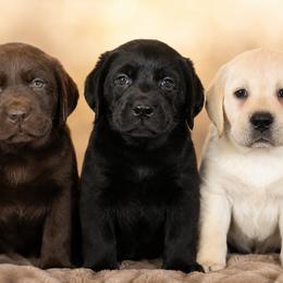 Labrador Retriever Puppies from van Dalen Labradors