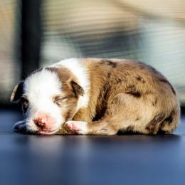 Echo - Red merle female Australian Shepherd puppy in Alvin, Texas from Gulf Coast Aussies