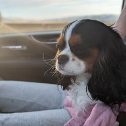 Jack - Cavapoo