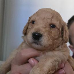 Cookie - Apricot male Double Doodle puppy in Oceanside, California from Strong Mountain Doodles