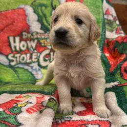 Betty Lou Who:Yellow Collar - Golden female Golden Retriever puppy in Monterey, Tennessee from Lawson’s Green Acres Goldens and Mini Dachshunds