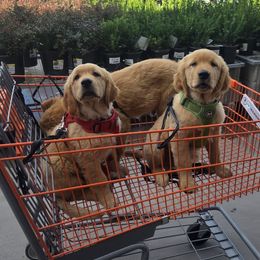 Golden Retriever Puppies from City Goldens