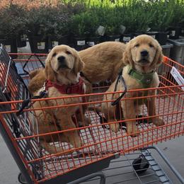 Golden Retriever Puppies from City Goldens