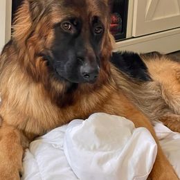 German Shepherd All Grown Up from Coffey Shepherds