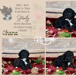 Stormfly - Parti female Goldendoodle puppy in Haltom City, Texas from Ohana Doodles
