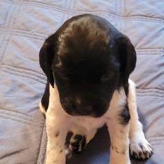Girl 1 - French Brittany puppy in New Florence, Pennsylvania from Laurel Furnace Bretons