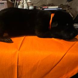 Boy 3 - Black male German Shepherd puppy in Londonderry, New Hampshire from Rusak Shepherds / Wiley Hill Shepherds