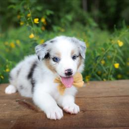 Dopey - Blue merle male Australian Shepherd puppy in Georgetown, Texas from River Reign Australian Shepherds